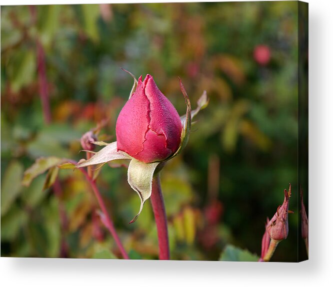 Longwood Gardens Acrylic Print featuring the photograph Rosebud by Richard Reeve