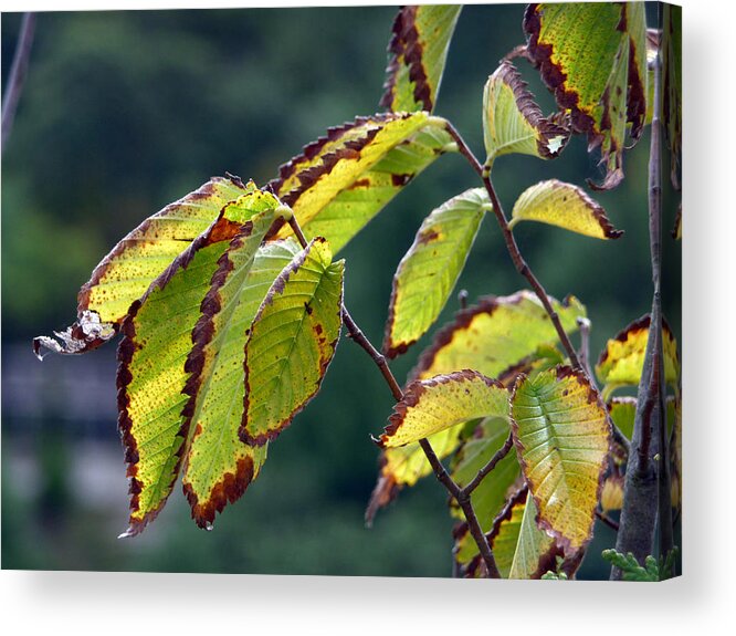 Fall Acrylic Print featuring the photograph Rusty Edges by Lisa Blake