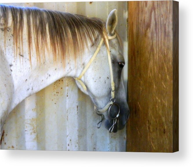 Horse Acrylic Print featuring the photograph Saddle Break by Kathy Barney