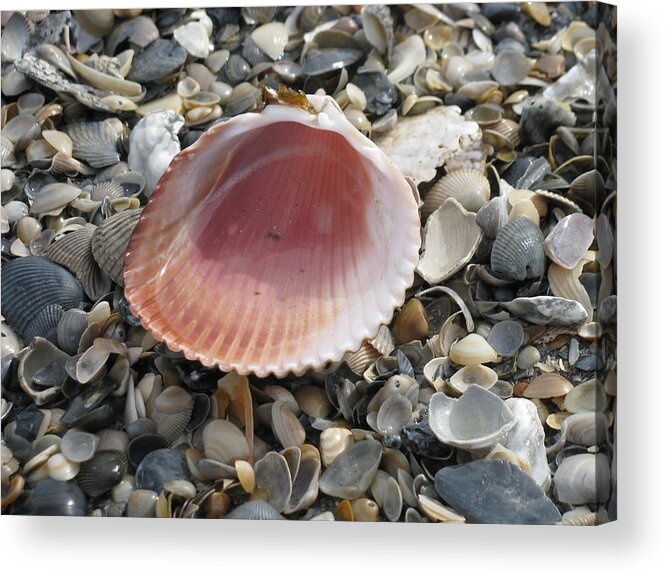 Landscape Acrylic Print featuring the photograph Salt Water Cockle by Ellen Meakin