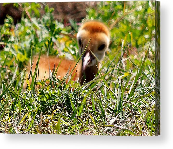Fine Art Photograph Acrylic Print featuring the photograph Sandhill Chick 005 by Christopher Mercer