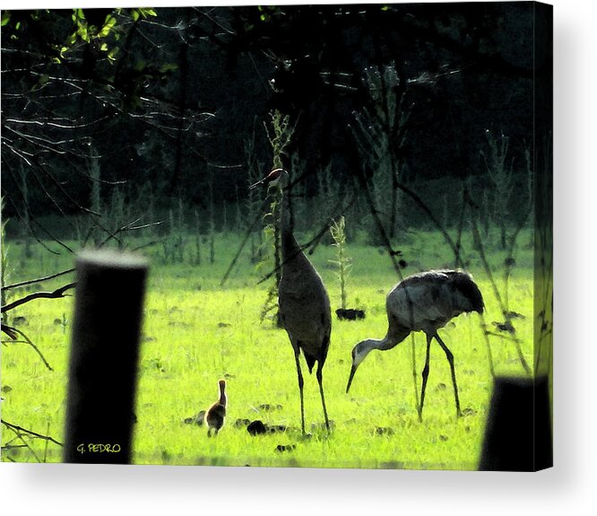 Sandhill Acrylic Print featuring the painting Sandhill Cranes and the First Chick of Spring by George Pedro