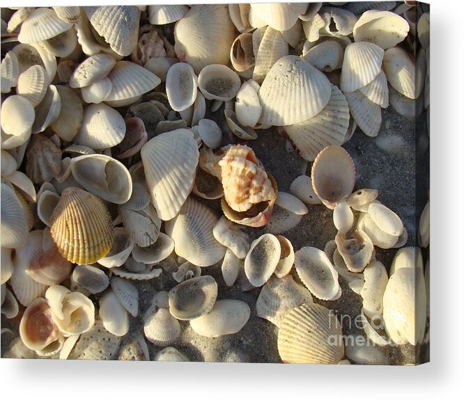 Shells Acrylic Print featuring the photograph Sanibel Island Shells 3 by Nancy L Marshall