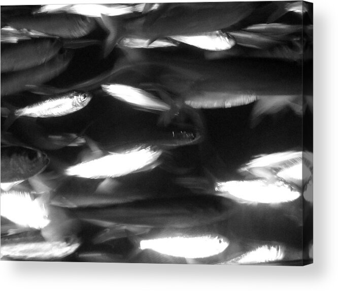 Fish Acrylic Print featuring the photograph School by Barbara Bardzik