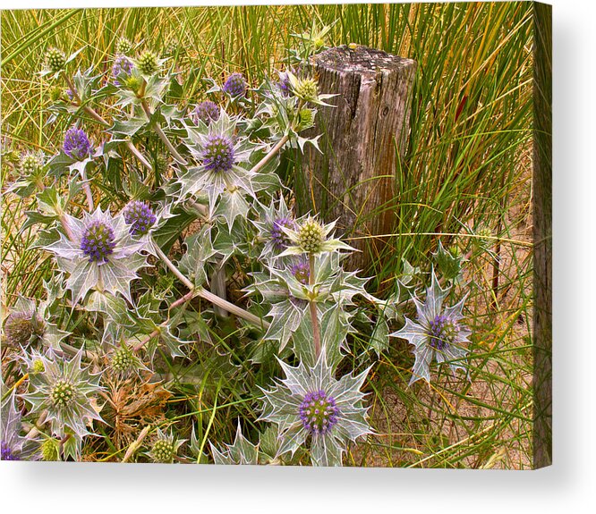 Flowers Acrylic Print featuring the photograph Sea Holly by Mark Egerton