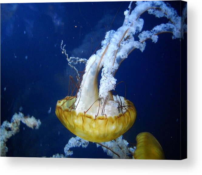 Sea Scape Acrylic Print featuring the photograph Sea Orchid by Kristen Kennedy