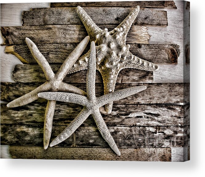 Starfish Acrylic Print featuring the photograph Sea Stars by Colleen Kammerer