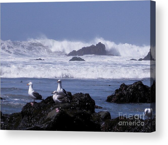 Waves Acrylic Print featuring the photograph Seagulls in Big Sur by Theresa Ramos-DuVon