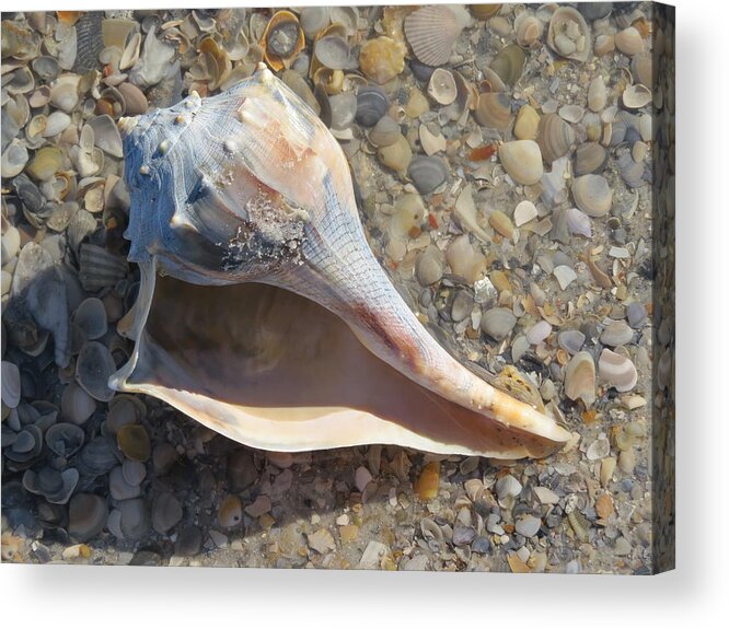 Nature Acrylic Print featuring the photograph Seashell Colors by Ellen Meakin