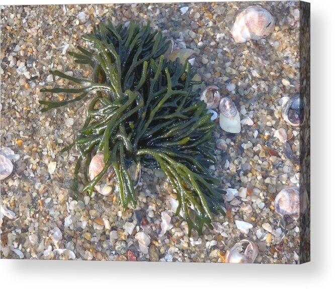 Seaweed Acrylic Print featuring the photograph Seaweed by Robert Nickologianis