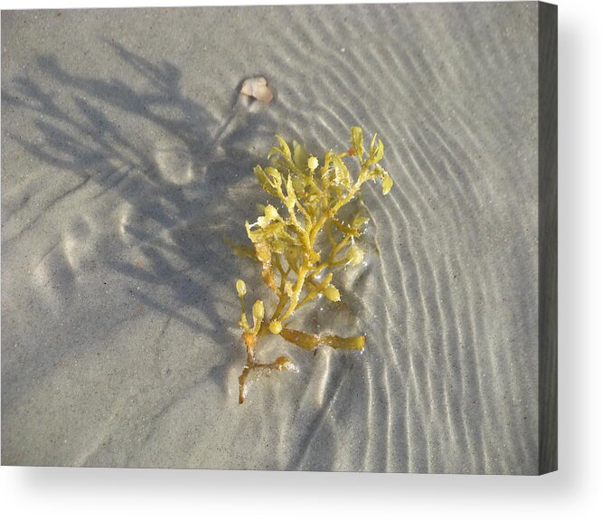 Landscape Acrylic Print featuring the photograph Seaweed Sand by Ellen Meakin