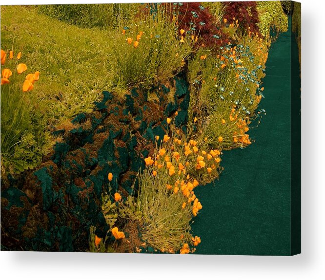 California Poppies Acrylic Print featuring the photograph Sell it Blue by Laureen Murtha Menzl