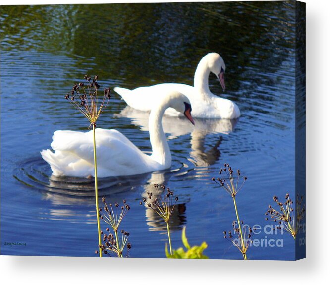 Thanksgiving Day Acrylic Print featuring the photograph Serenade of Love by Lingfai Leung