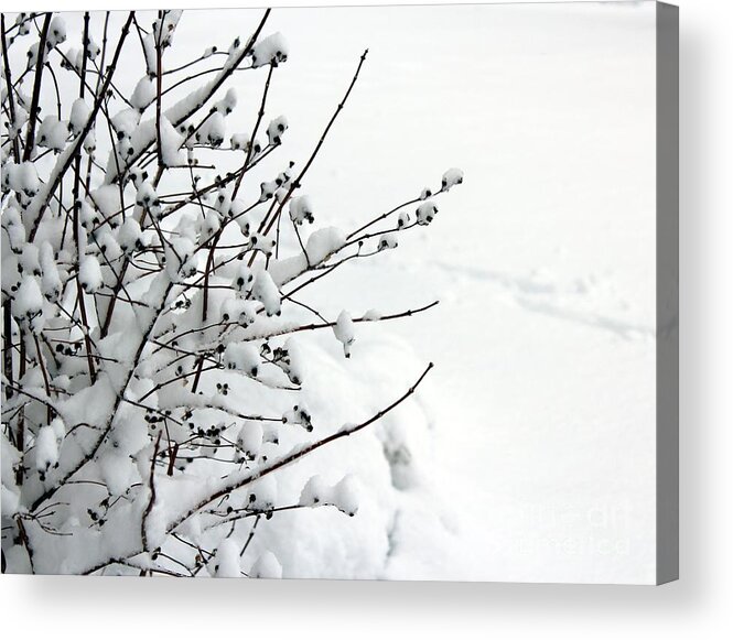 Winter Acrylic Print featuring the photograph Serene by Margaret Hamilton