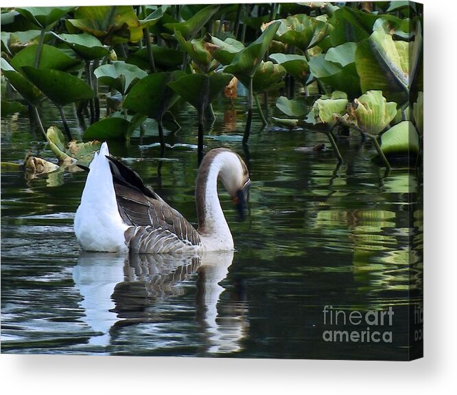 Serenity Acrylic Print featuring the photograph Serenity Swim by Robyn King