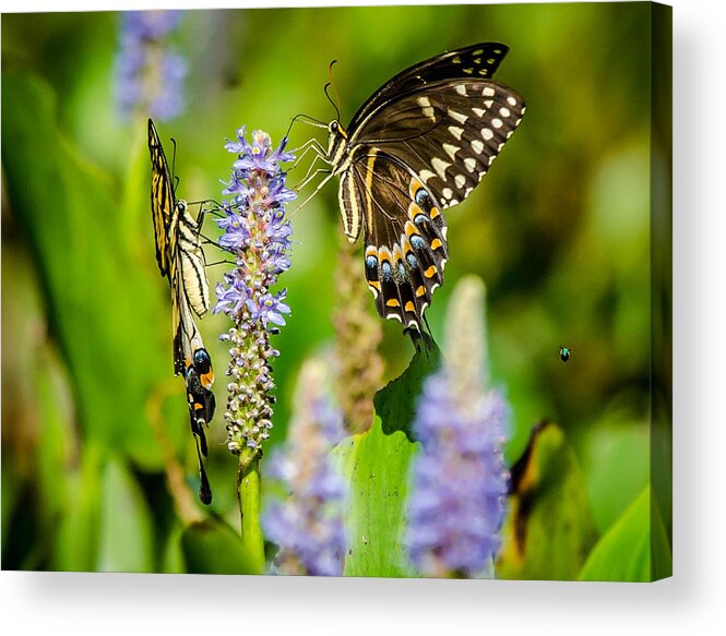 Butterfly Acrylic Print featuring the photograph Sharing a drink by Tammy Ray