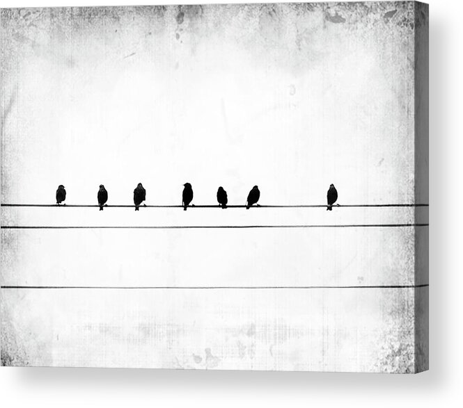 Birds Acrylic Print featuring the photograph Sheet Music by Jeffrey Hummel