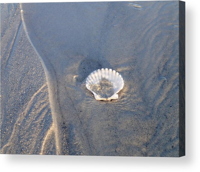 Shell Acrylic Print featuring the photograph Shell by Robert Nickologianis