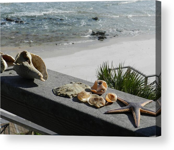 Florida Acrylic Print featuring the photograph Shells at Summer Haven by Deborah Ferree