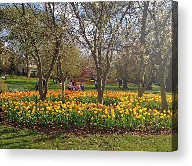 Flowers Acrylic Print featuring the photograph Sherwood Gardens Yellow Tulips by Chris Montcalmo