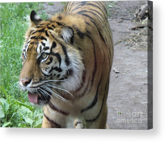 Animal Acrylic Print featuring the photograph Siberian Tiger by Lingfai Leung