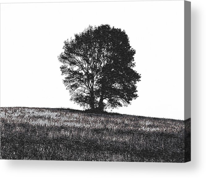 Richard Reeve Acrylic Print featuring the photograph Silhouette Summer Tree by Richard Reeve