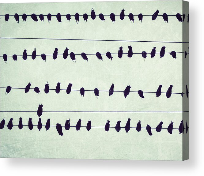 Birds On A Wire Acrylic Print featuring the photograph Simple Song by Lupen Grainne