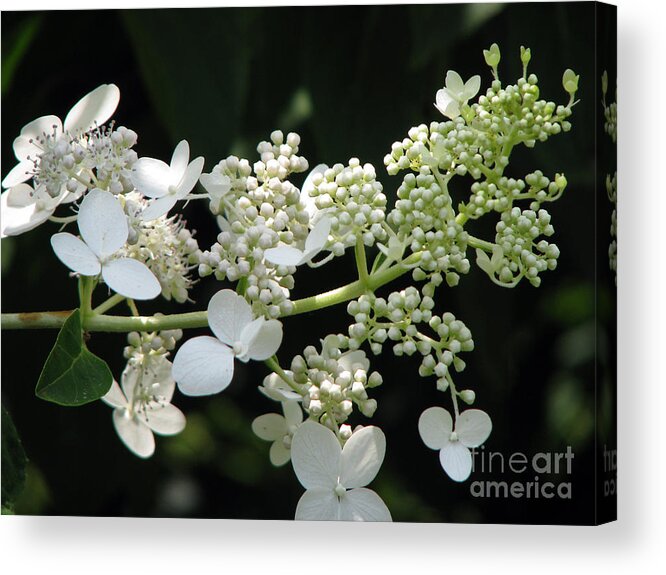 Hydrangea Acrylic Print featuring the photograph Simply by Amanda Barcon