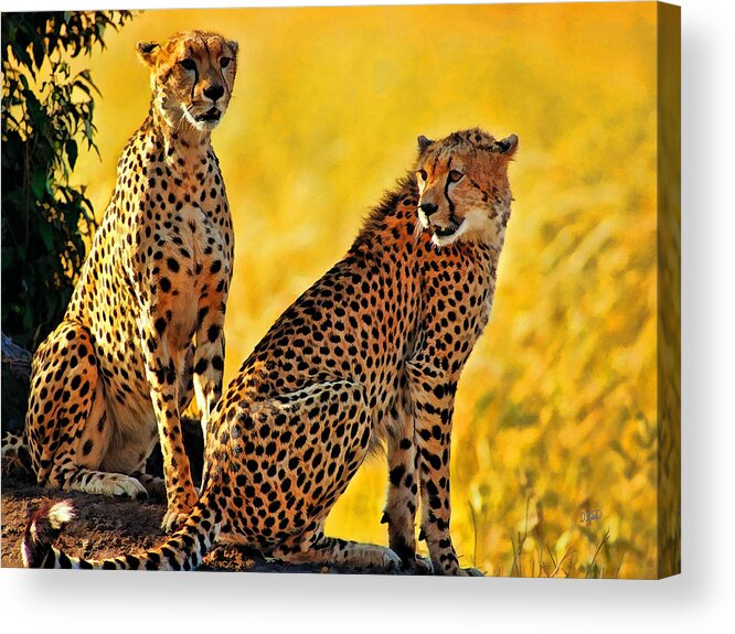 Watercolor Acrylic Print featuring the painting Sister Cheetahs by Dean Wittle