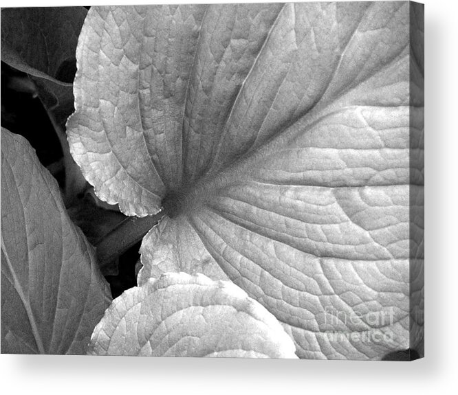 Skunk Cabbage Acrylic Print featuring the photograph Skunk Cabbage by Tom Brickhouse