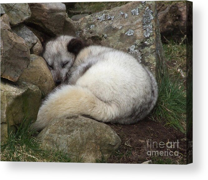 Arctic Acrylic Print featuring the photograph Sleeping Arctic Fox by Phil Banks