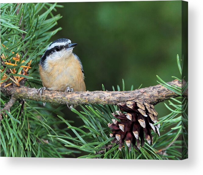 Red Breasted Nuthatch Acrylic Print featuring the photograph Small and Cute by Theo