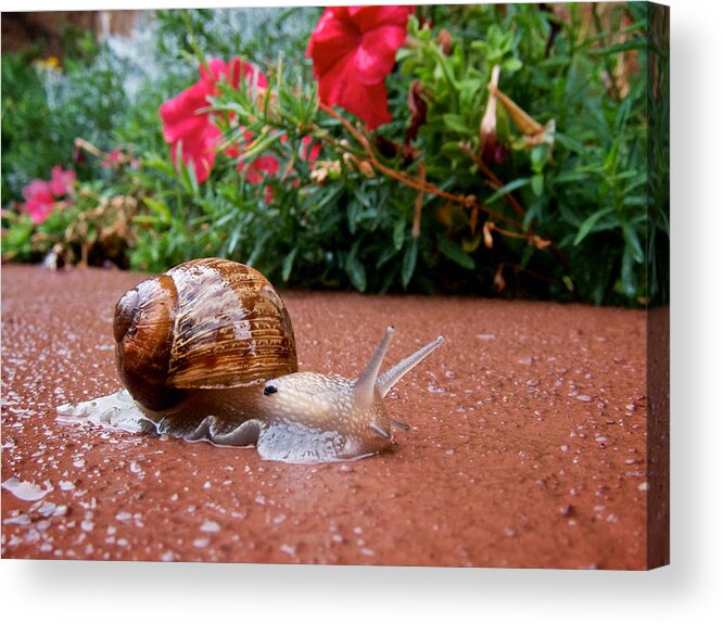 Rain Acrylic Print featuring the photograph Snail in Motion by Mary Lee Dereske