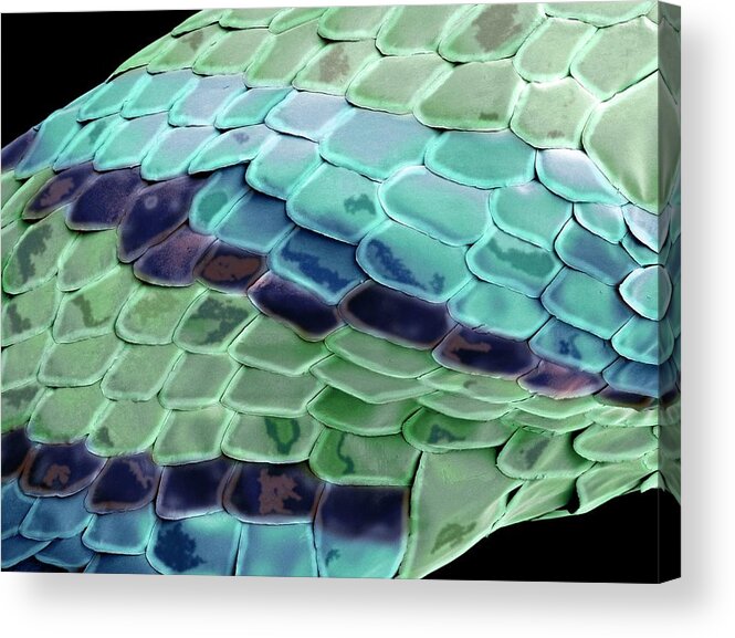 Animal Acrylic Print featuring the photograph Snake Skin by Steve Gschmeissner