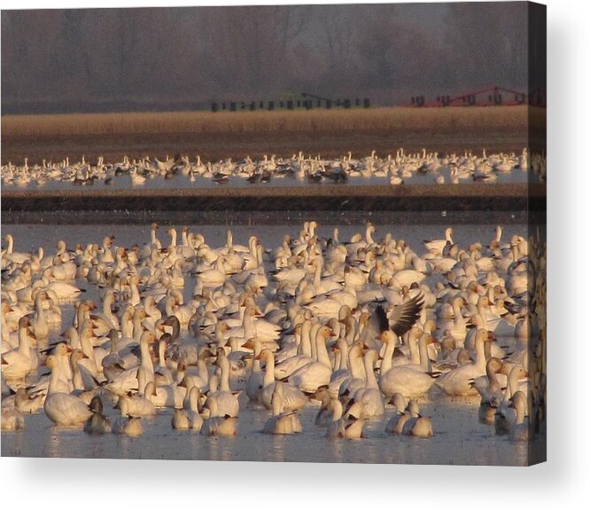 Snow Geese Acrylic Print featuring the photograph Snow Geese Idling by Marianne Werner