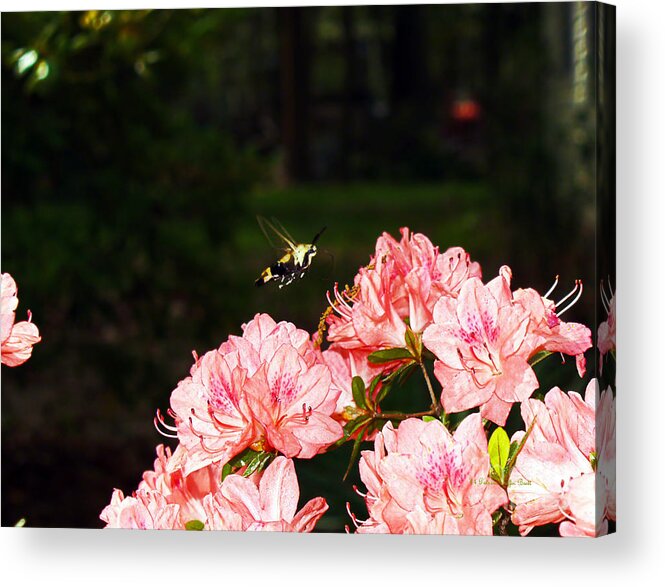 Fine Art Photography Acrylic Print featuring the photograph Snowberry Clearwing I by Patricia Griffin Brett