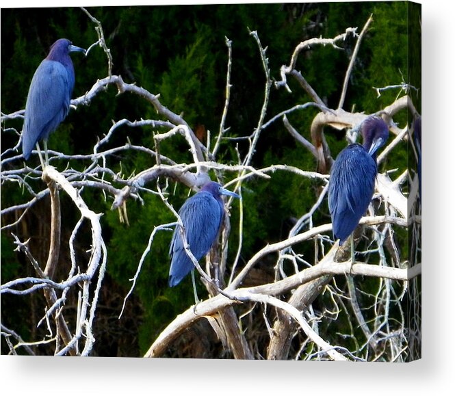 Nature Acrylic Print featuring the photograph So Blue by Judy Wanamaker