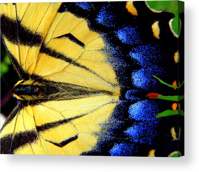 Monarch Butterfly Acrylic Print featuring the photograph So Bright So Beautiful by Kim Galluzzo