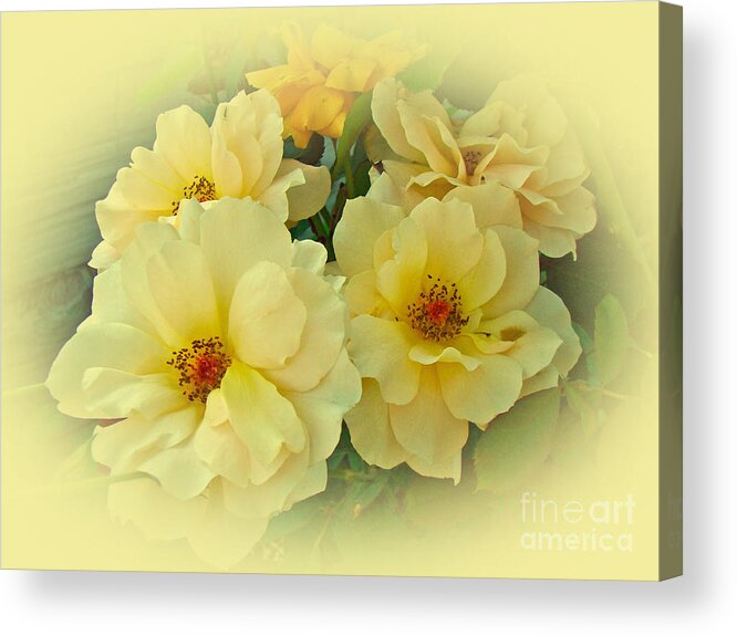 Roses Acrylic Print featuring the photograph Softly and Sweetly by Carol Senske