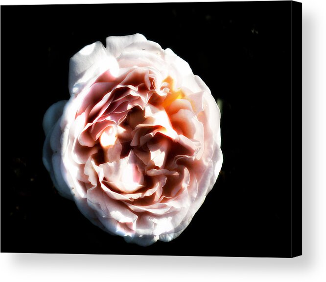 English Cabbage Rose Acrylic Print featuring the photograph Softly Softly by Therese Alcorn