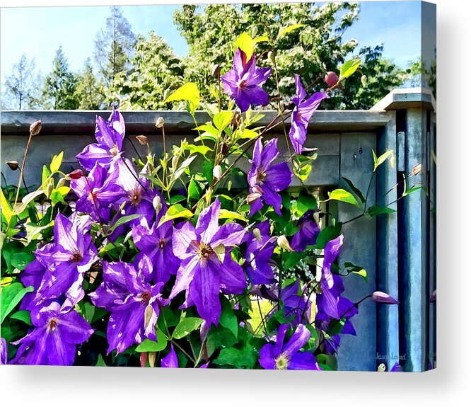 Clematis Acrylic Print featuring the photograph Solina Clematis on Fence by Susan Savad