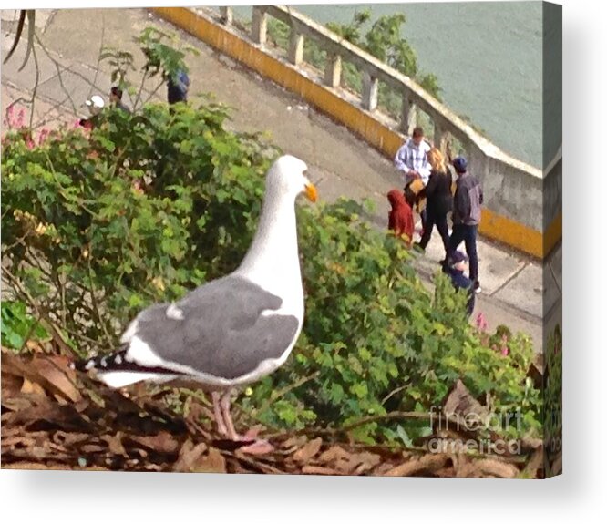 Seagull Acrylic Print featuring the photograph Someone is Watching by Christy Gendalia