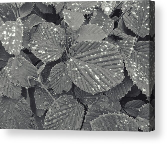 Leaves Acrylic Print featuring the photograph Sparkling Leaves by Cathy Anderson