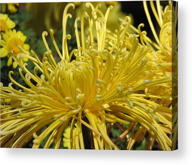 Spider Mums Acrylic Print featuring the photograph Spider Mums Maybe 2 by Helaine Cummins