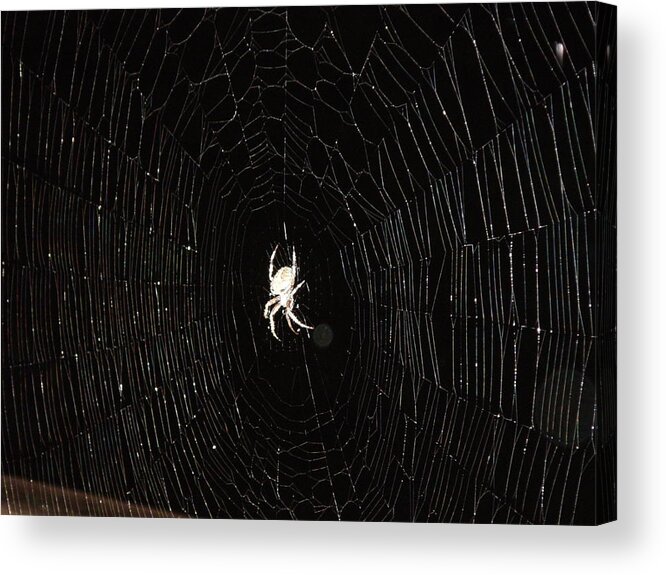 Spider Acrylic Print featuring the photograph Spider Web by Chris Montcalmo