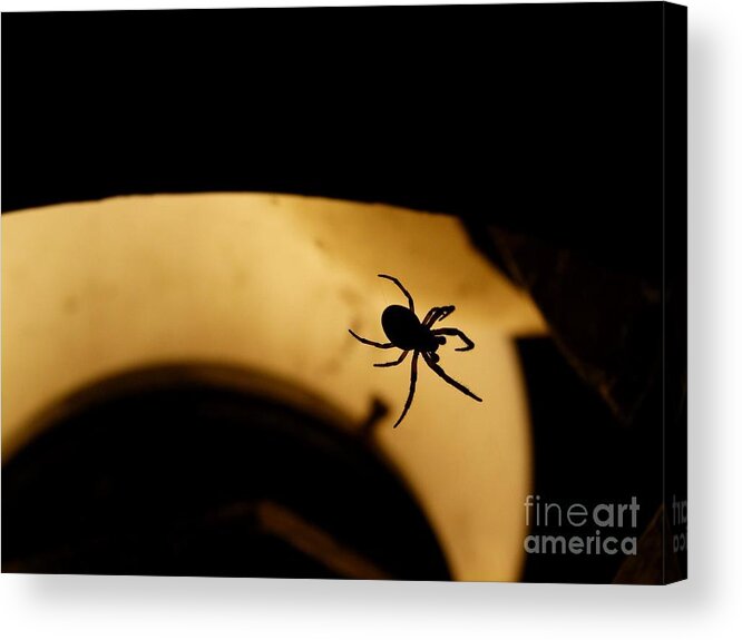 Spider Acrylic Print featuring the photograph Spider's Silhouette by Jane Ford