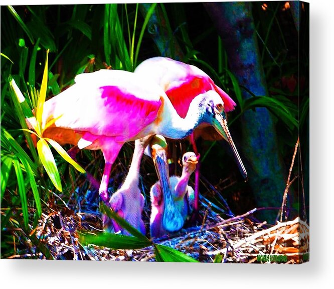 Animal Prints Acrylic Print featuring the mixed media Spoonbill Family by Michelle Stradford