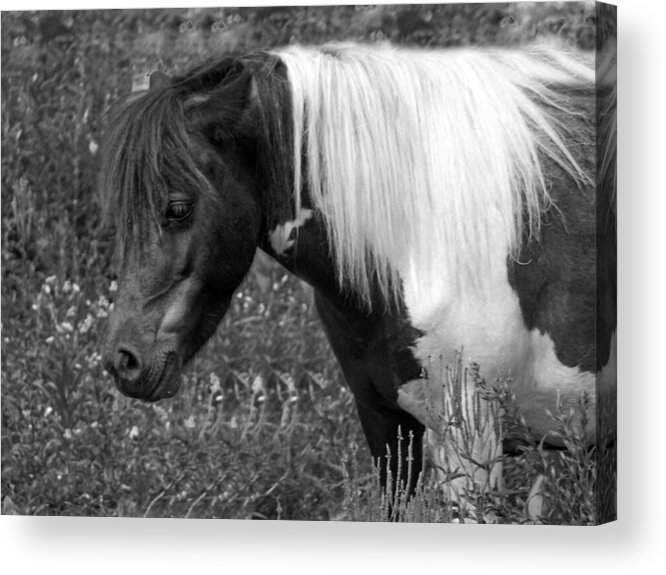 Pony Acrylic Print featuring the photograph Spotted Pony by Joyce Wasser