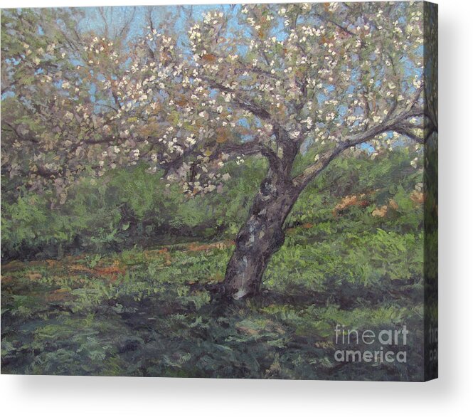 Spring Cherry Blossoms Acrylic Print featuring the painting Spring Cherry Blossoms by Gregory Arnett