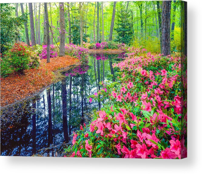 Scenics Acrylic Print featuring the photograph Spring in Southern Woodland Garden by Ron_Thomas